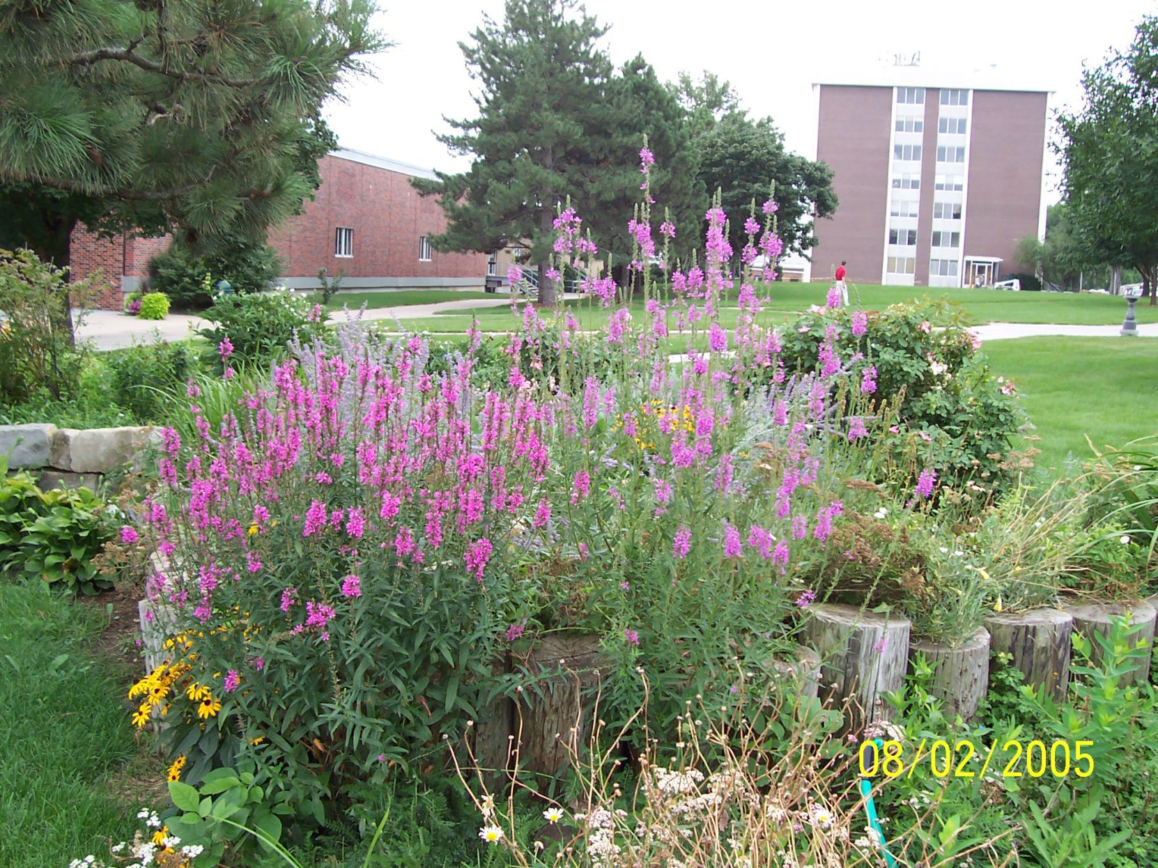 Loosestrife